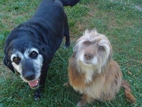 Les BN (Buffalo et Noisette) sont à l'adoption 150 28130 Pierres