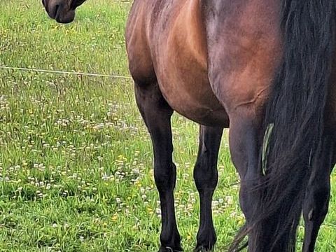 Bel hongre demi sang arabe ONC 14 ans 750 29600 Morlaix