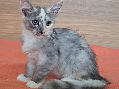 chaton femelle Maine Coon LOOF 950 83000 Toulon