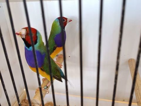 Diamant de gould 45 91160 Balizy