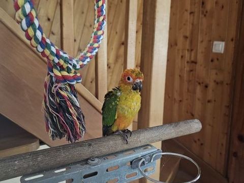 Conure Soleil 500 44780 Missillac