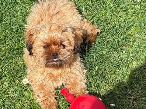 hava-tzu (shi- tzu x bichon havanais) 600 61230 Cisai-saint-aubin