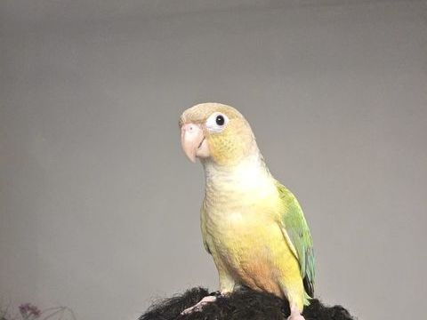 Conure ananas 250 34000 Montpellier
