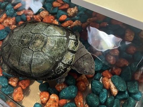 Don d'une tortue Palomedusa Subrufa. 0 91150 �tampes