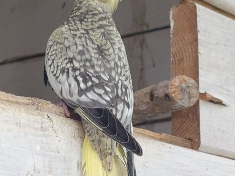 Calopsitte de 5 semaines 40 17430 Tonnay-charente