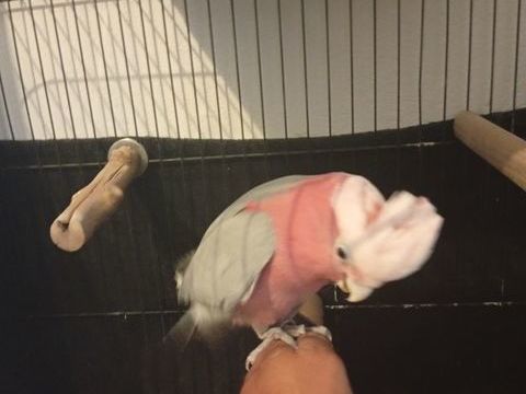 Cacato&egrave;s femelle et conure veuve m&acirc;le 650 13127 Vitrolles