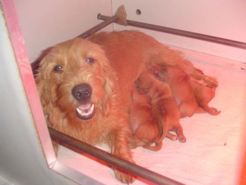 Chiots Basset Fauve de Bretagne LOF 550 31350 Blajan