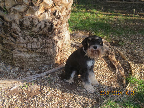 Etalon pour saillie 1 83600 Fréjus