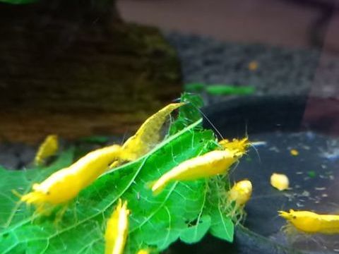 Crevettes yellows neon neocaridina 3 37270 Ath�e-sur-cher