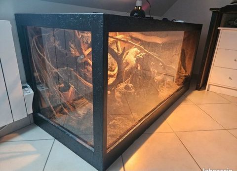 Serpent Elaphe Carinata avec terrarium 500 78390 Bois-d'arcy