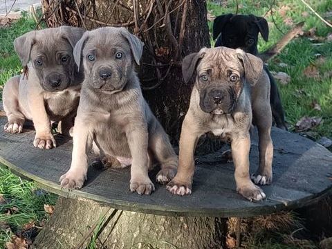 Vends magnifique chiot type cane corso 950 33600 Pessac