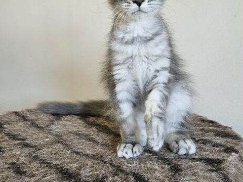 Chaton maine coon Loof femelle 1300 77640 Jouarre