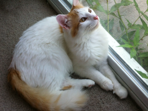 adorable chat male 1 an castr&eacute; puc&eacute; turc du lac de van
0 34210 Cesseras