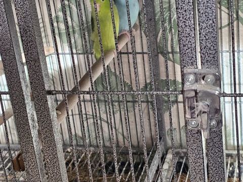 2 couples d oiseaux 150 18600 Sancoins