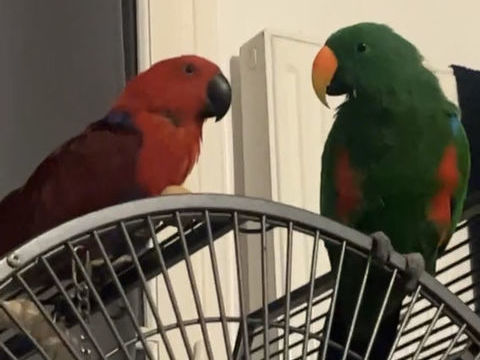 Couple Eclectus roratus polychloros de 2019 baguée 1300 94250 Gentilly