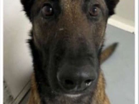 Chien NEO à l adoption 210 13001 Marseille