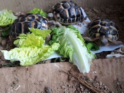 tortues 130 66600 Salses-le-chteau