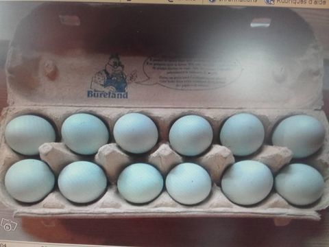 Oeufs de poules de Bavi&egrave;re f&eacute;cond&eacute;s &agrave; couver 2 68270 Wittenheim