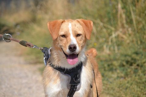 OSO, petit AMOUR de 16 kg cherche son c&acirc;lin &agrave; dur&eacute;e ind&eacute;termin&eacute;e 💝 315 24140 Douville