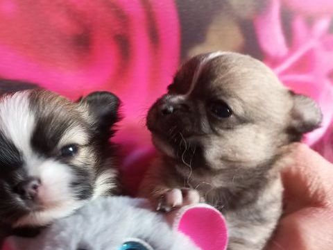 Chihuahua tout petit gabarit (facilit&eacute; de paiement en 4 fois 1000 60130 Saint-just-en-chauss�e