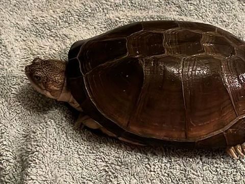 Reptile NAC m&acirc;le semi-aquatique (14x16 cm), calme, &agrave; confier 0 64300 Argagnon