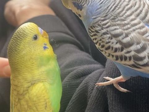 Perruche ondul&eacute;e 15 94320 Thiais