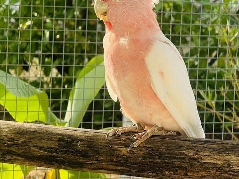  Cacato&egrave;s de Leadbeater 1000 17000 La rochelle