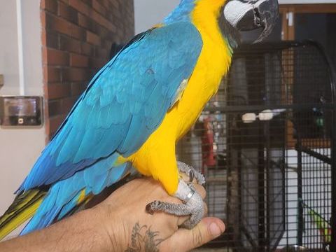 Perroquet ara 1500 65300 Uglas