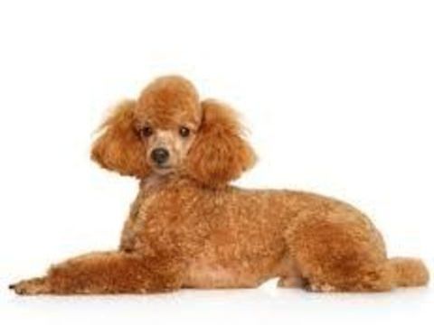 Bonjour nous cherchons un chiot Caniche  ou bichon( femelle) 200 10600 Barberey-saint-sulpice
