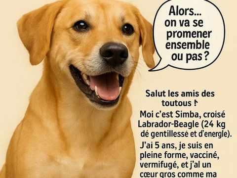 Saillie chien 0 83000 Toulon