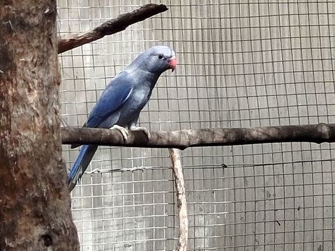 A c&eacute;der m&acirc;les perruches &agrave; collier 100 86220 Dang�-saint-romain