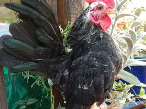 Coq serama Malais 30 56350 Rieux