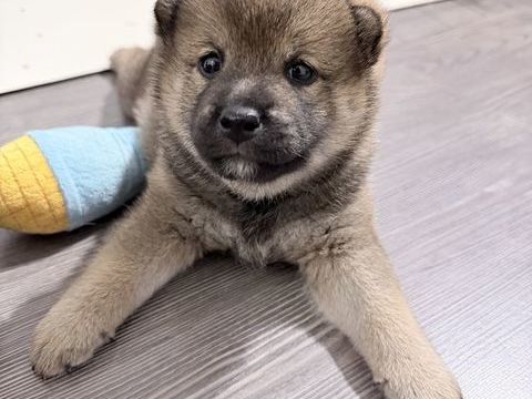 Dernier chiot Shiba Inu LOF disponible 1500 94400 Vitry-sur-seine