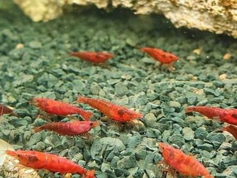 Crevettes neoricaridina jaunes, oranges, bleues et rouges 3 77340 Pontault-combault