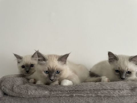 Chatons Sacré de Birmanie  1000 62490 Vitry-en-artois