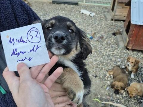 Reed &agrave; l'adoption 320 63000 Clermont-ferrand