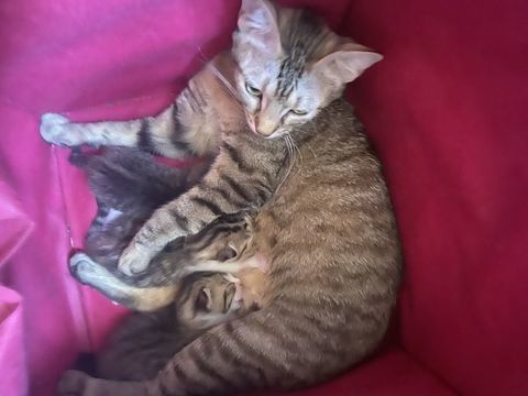 Chatons 0 64000 Pau