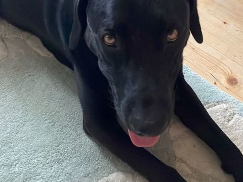 PRESTO crois&eacute; labrador/braque n&eacute; 27/04/2019 100 17400 Saint-jean-d'ang�ly