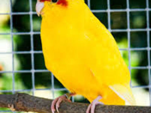 Kakarikis 35 73310 Serri�res-en-chautagne