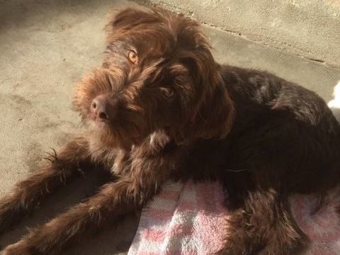 Lia chiot femelle adorable cherche adoptants serieux 250 11000 Carcassonne