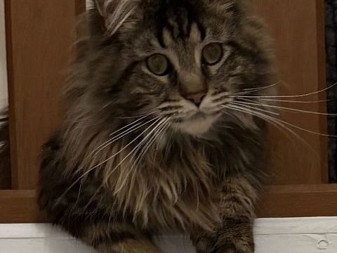 Chat Maine coon 1200 59500 Douai