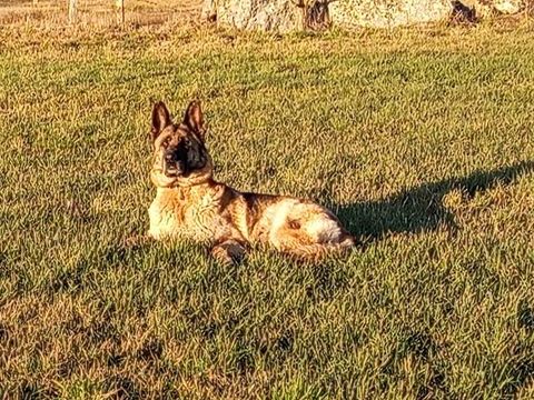 Chienne Berger Allemand 0 43170 Saugues