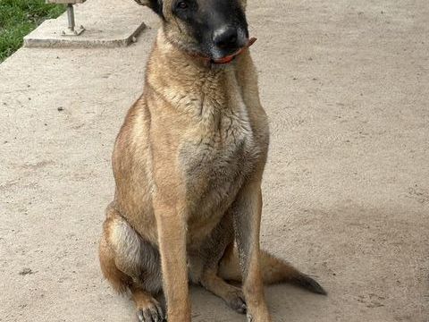 Berger Belge Malinois LOF 300 42260 Saint-julien-d'oddes