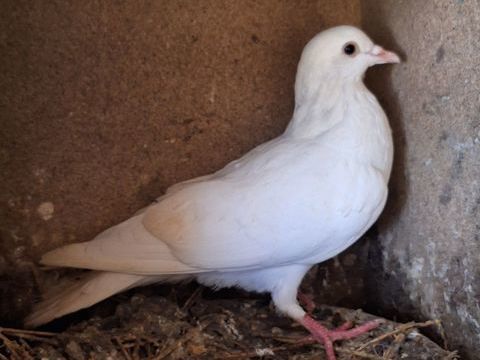 Pigeons Bisets adultes 6 30160 Bess�ges