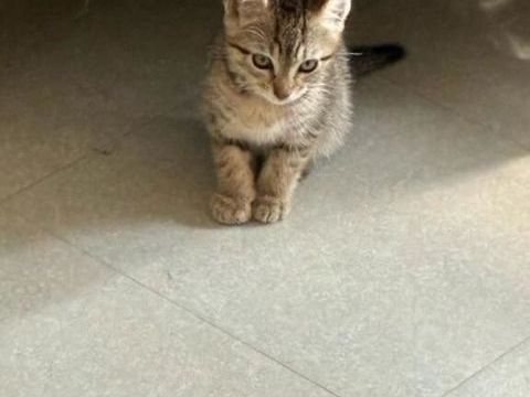 Adoption BELLE 180 64600 Anglet