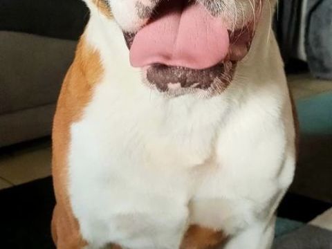 Marty, affectueux crois&eacute; Saint Bernard et Bouledogue Am&eacute;ricain 180 50460 Urville-nacqueville