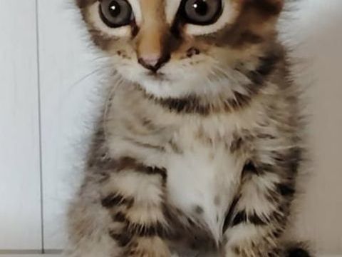 CHATON ANGORA x Bengal  0 64140 Lons