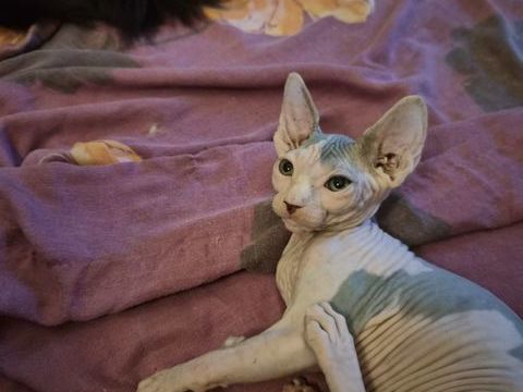 Bb sphinx  kits chatons vaccins et puce &eacute;lectroniq 850 11200 Escales