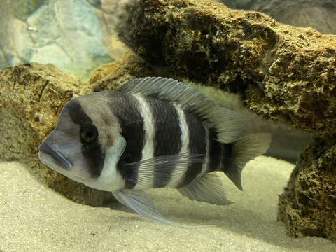 Cichlides frontosa 50 91290 Arpajon