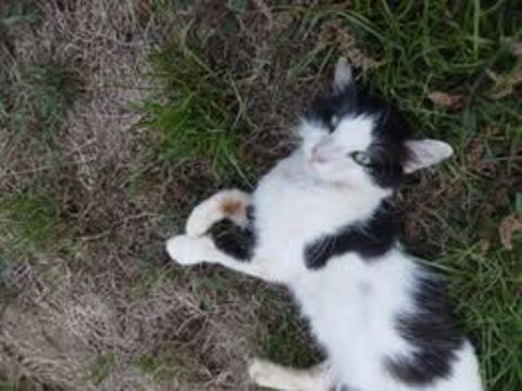 Chat MILKY à l adoption 180 38270 Pact